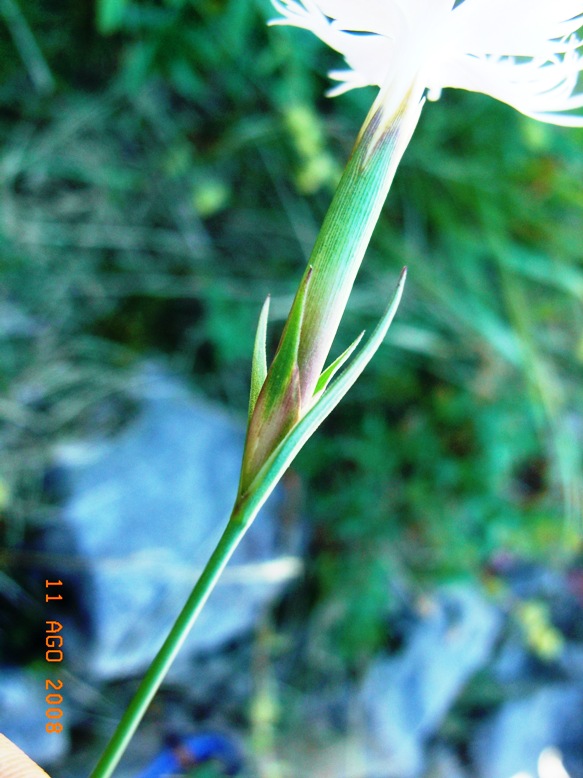Dianthus monspessulanus
